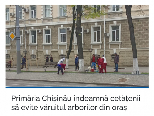 ПРИМАРИЯ КИШИНЕВА ПРИЗЫВАЕТ ГРАЖДАН ИЗБЕГАТЬ БЕЛЕНИЯ ДЕРЕВЬЕВ В ГОРОДЕ