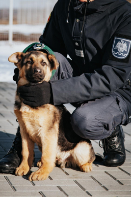 АКТИВНОЙ ДЕЯТЕЛЬНОСТЬЮ В 2022 ГОДУ ОТЛИЧИЛИСЬ ПЯТЬ КОМАНД КИНОЛОГИЧЕСКИХ БРИГАД ПОГРАНИЧНОЙ ПОЛИЦИИ