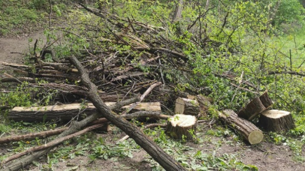 SERVICIILE MUNICIPALE DE PROFIL DESFĂȘOARĂ LUCRĂRI FITOSANITARE ÎN PARCUL "VALEA MORILOR"