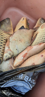 INSPECTORII ANSA AU DESFĂȘURAT O SERIE DE CONTROALE PRIVIND TRANSPORTAREA PEȘTELUI VIU ÎN MAI MULTE REGIUNI ALE ȚĂRII